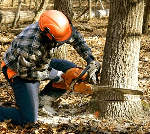 Tree Removal in Bauxite, AR